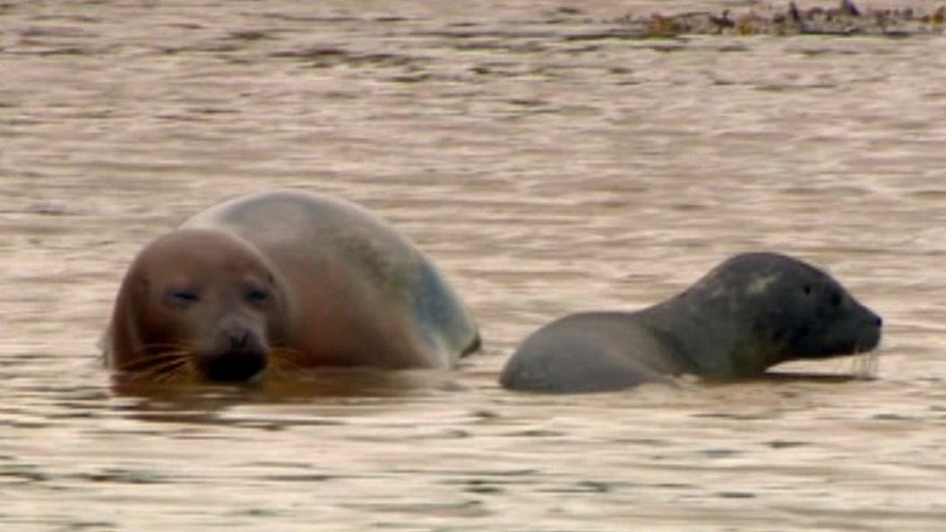 Seal with pup