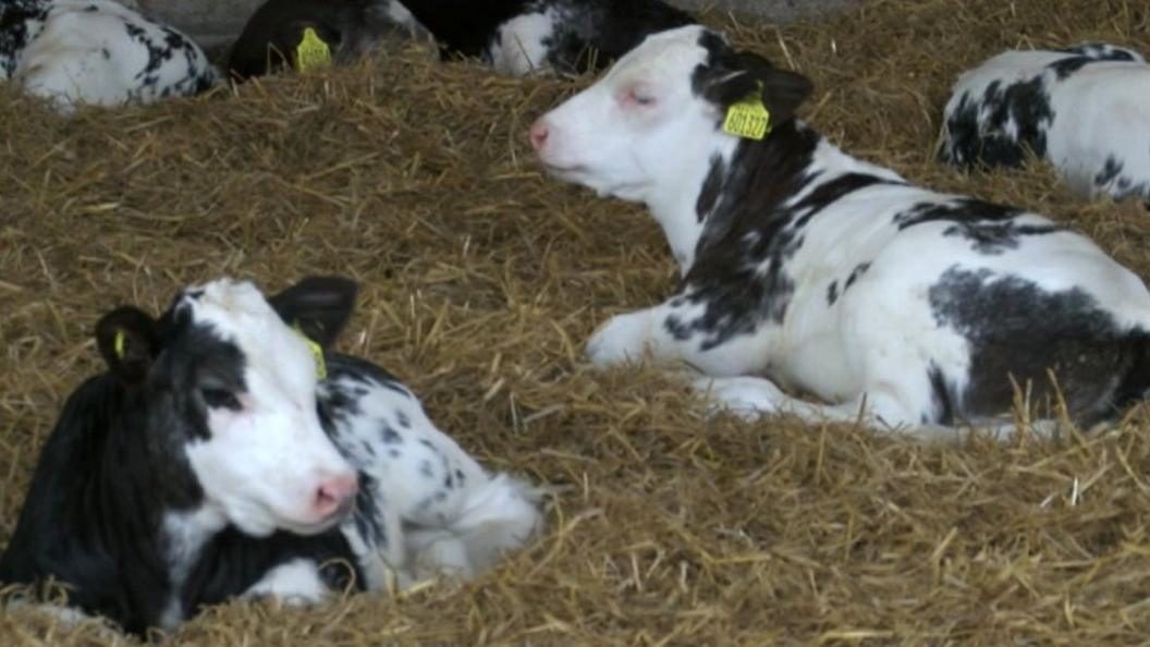 Calves resting in a barn