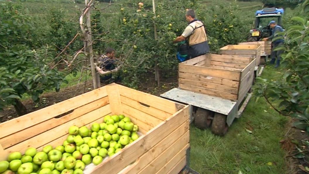 Migrant workers picking apples in Kent