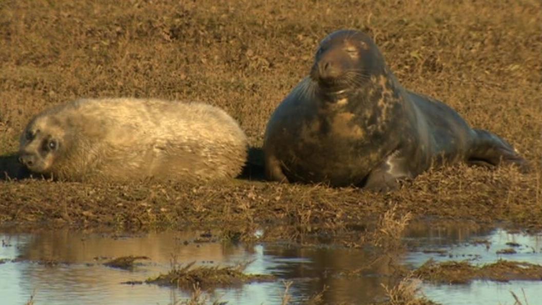 Donna Nook seals