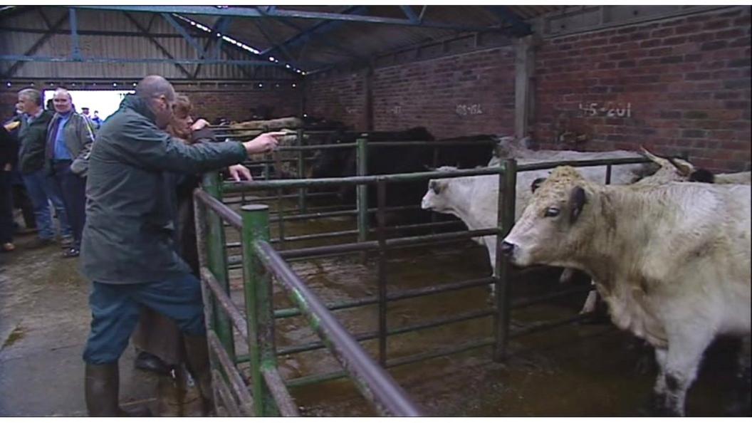 Farmer in cowshed