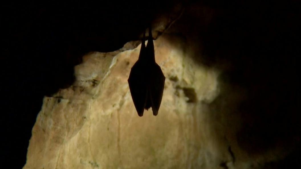 Horseshoe bat