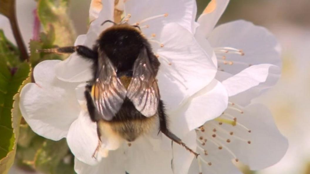 Bee on flower