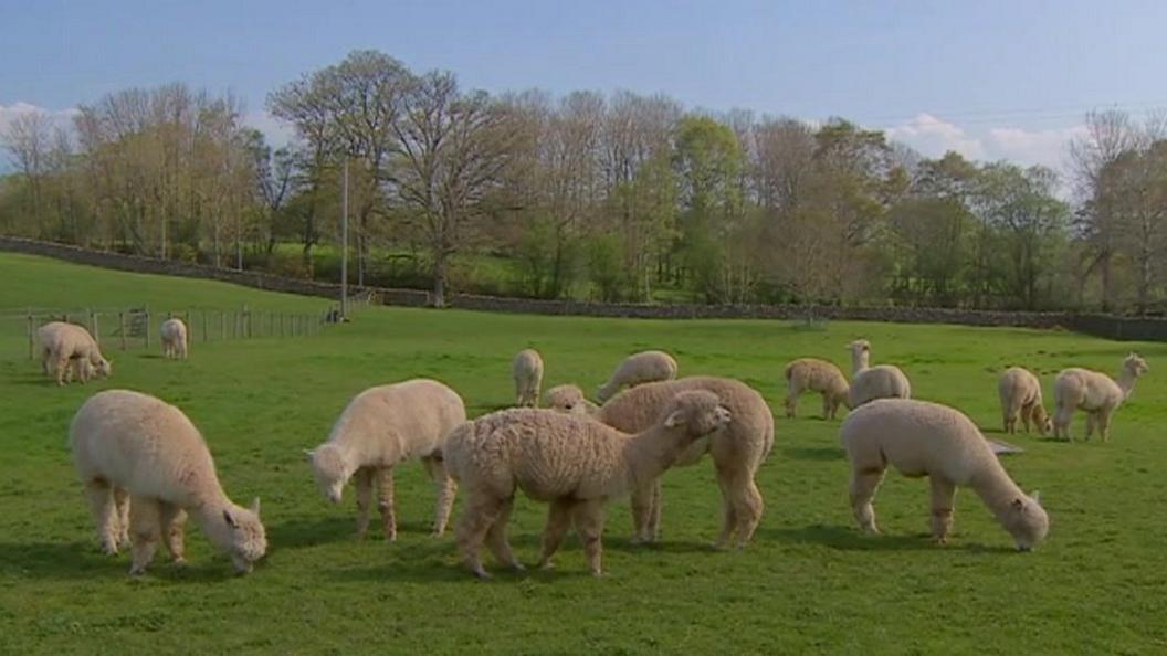 Alpacas