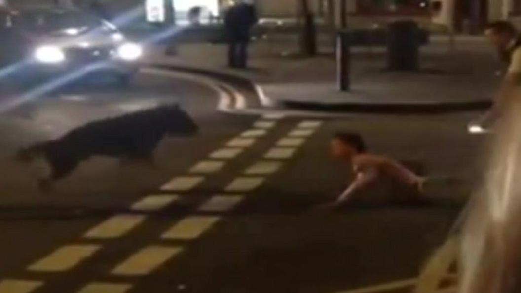 Mobile phone footage of police dog biting a man