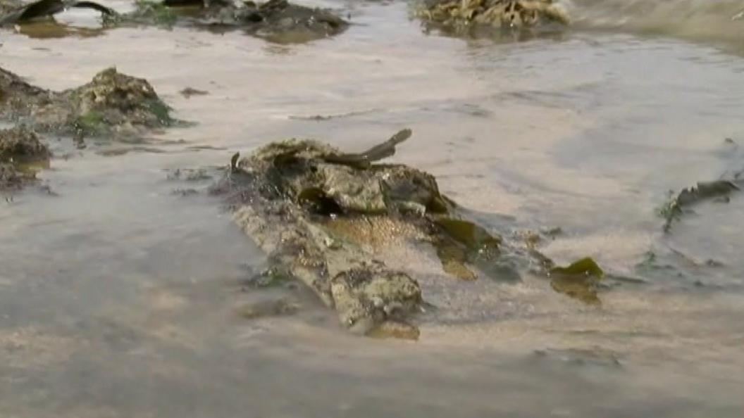 Sewage on beach