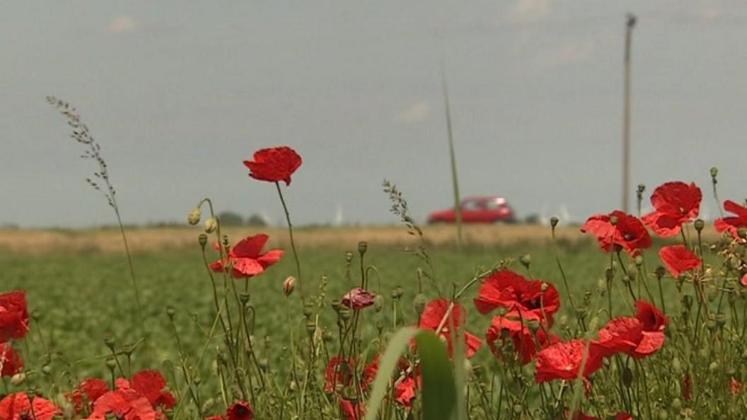 Poppies at Wimblington