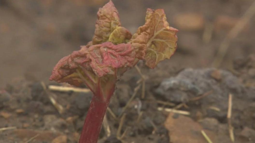 Yorkshire rhubarb