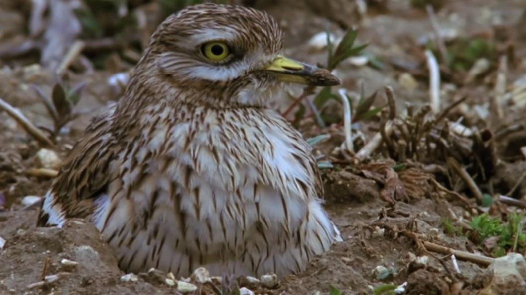 Stone curlew