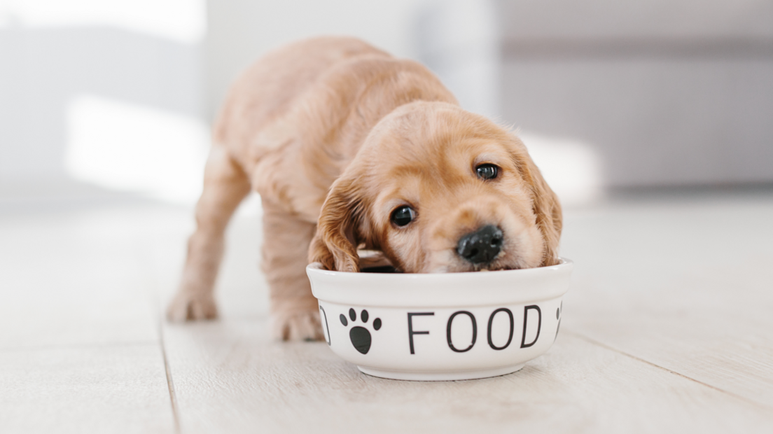 Golden Cocker Spaniel puppy dips head in food bowl