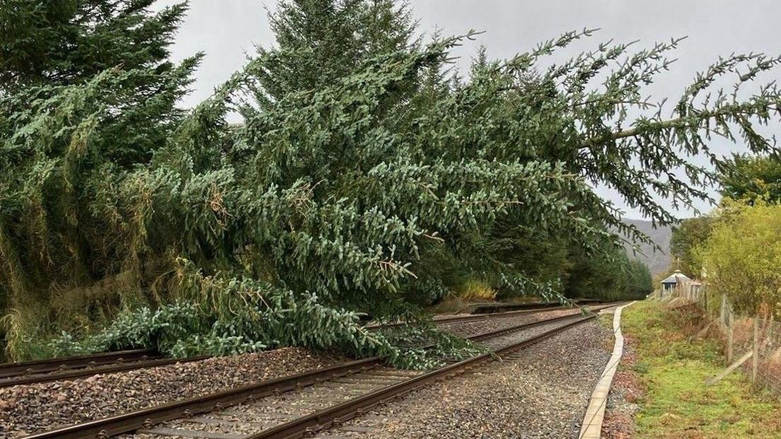 A large tree fallen down across railway tracks