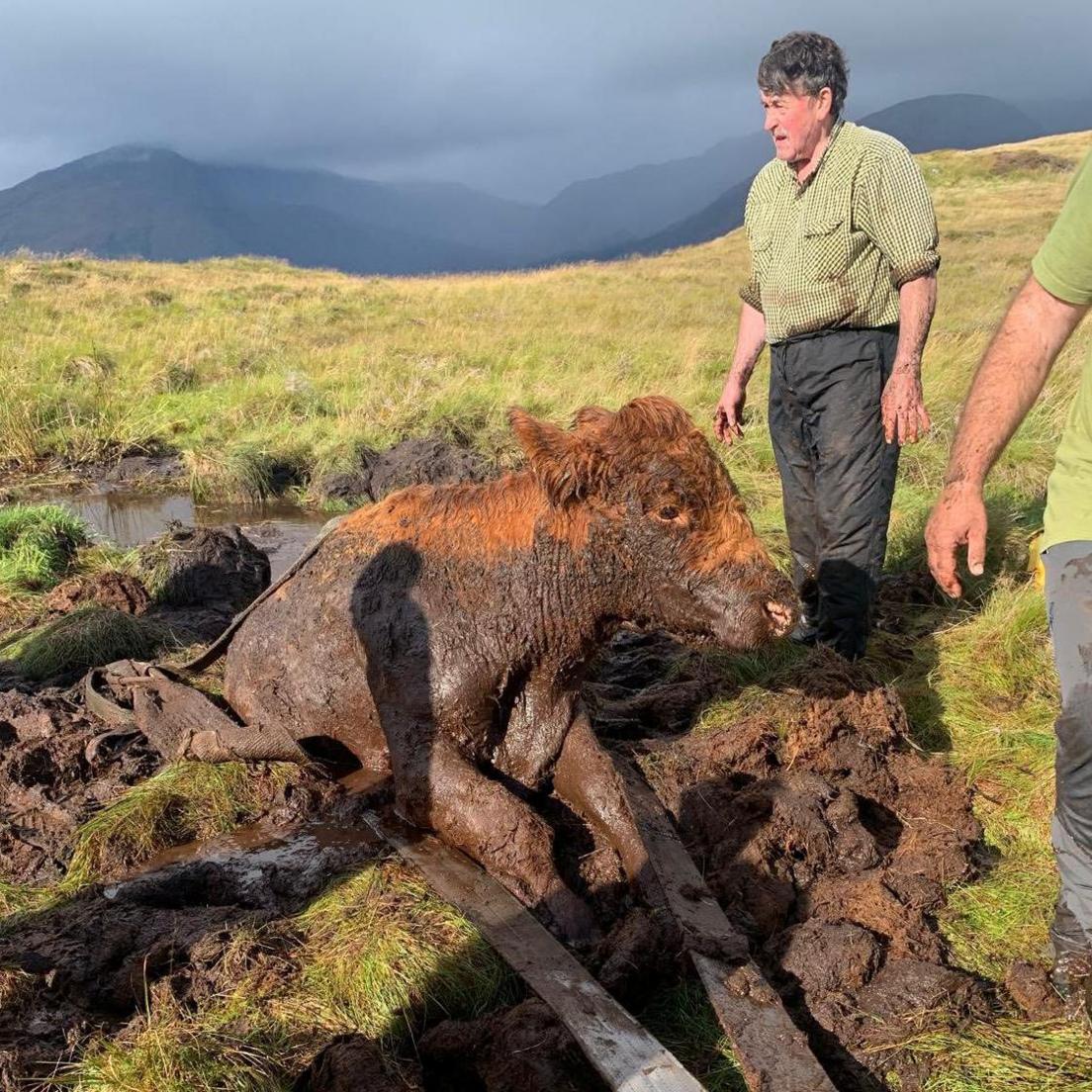 The cow emerges from the bog. There is a long sturdy strap around its waist and a man is standing ready to help it out of the mud. The sun is shining, but in the distance are dark hills in low cloud.