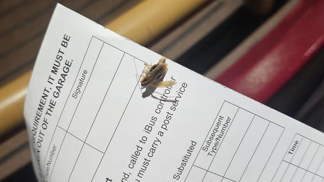 A cockroach is on a piece of paper with the words iBus controller
