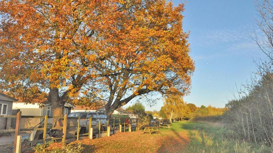 An autumn scene with two big trees dominating the image - both with leaves of brown and orange, many of which have fallen on to the ground. A fence can be seen running through the middle of the image with a car parked on one side and picnic benches on a grassy field on the other.