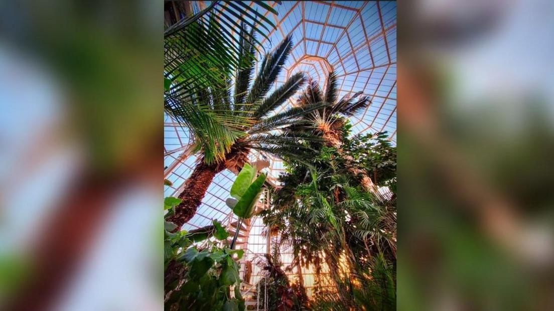 A number of plants, including palm trees, can be seen inside the building. The glass dome can be seen above them, with a blue sky beyond it.