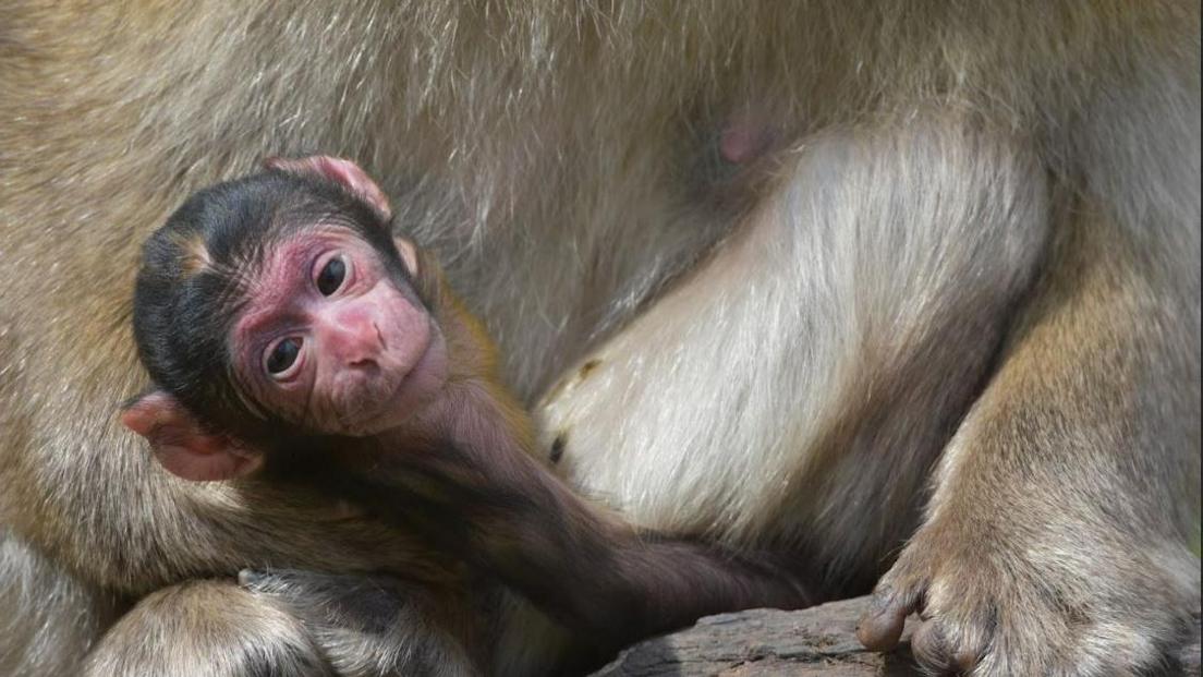 Barbary macaques baby