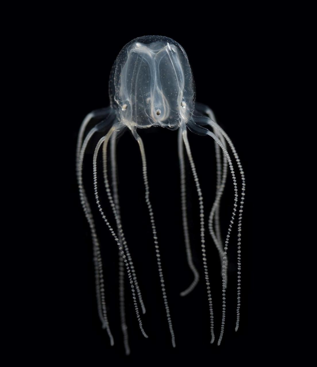 A Caribbean box jellyfish