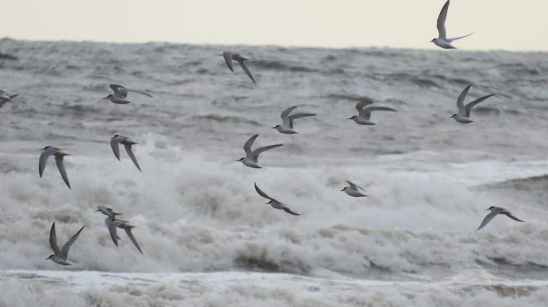 A flock of terns flying over waves crashing on to the beach. There are 16 little terns in mid-flight above the rough slate grey waves.