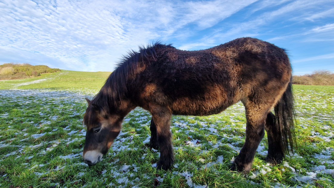 A brown pony is eating grass which is marked by tiny snow patches.  