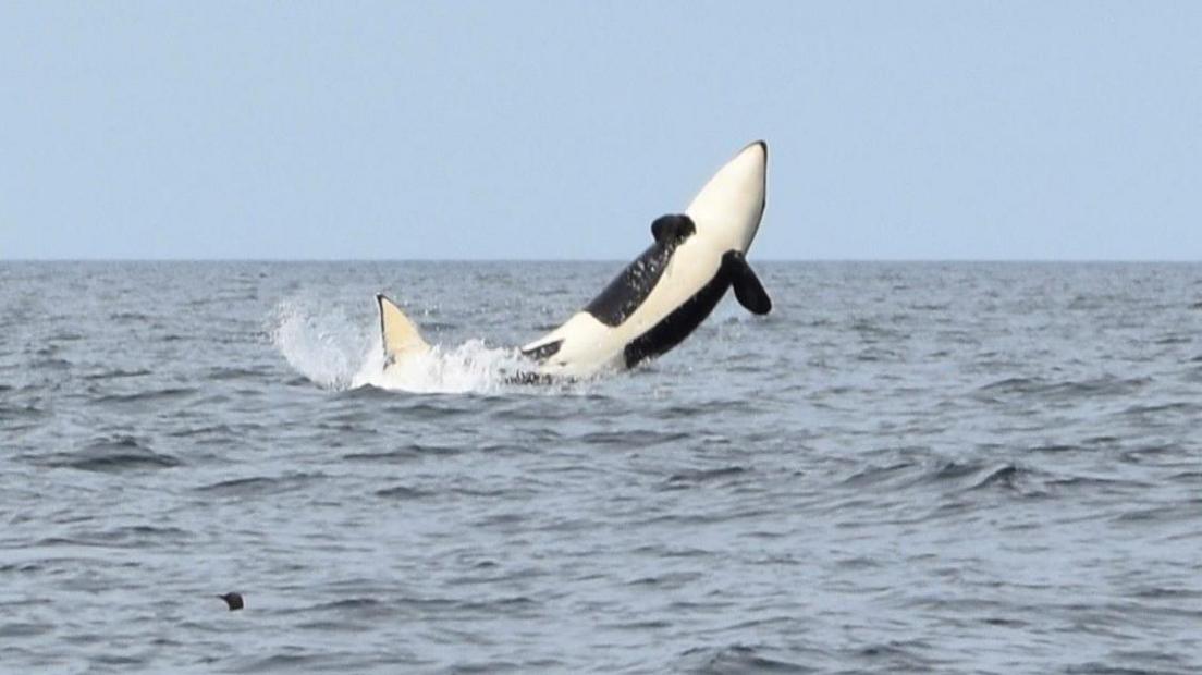 Orca jumping from the sea, the black and white mammal's frame is against a blue sea and sky.
