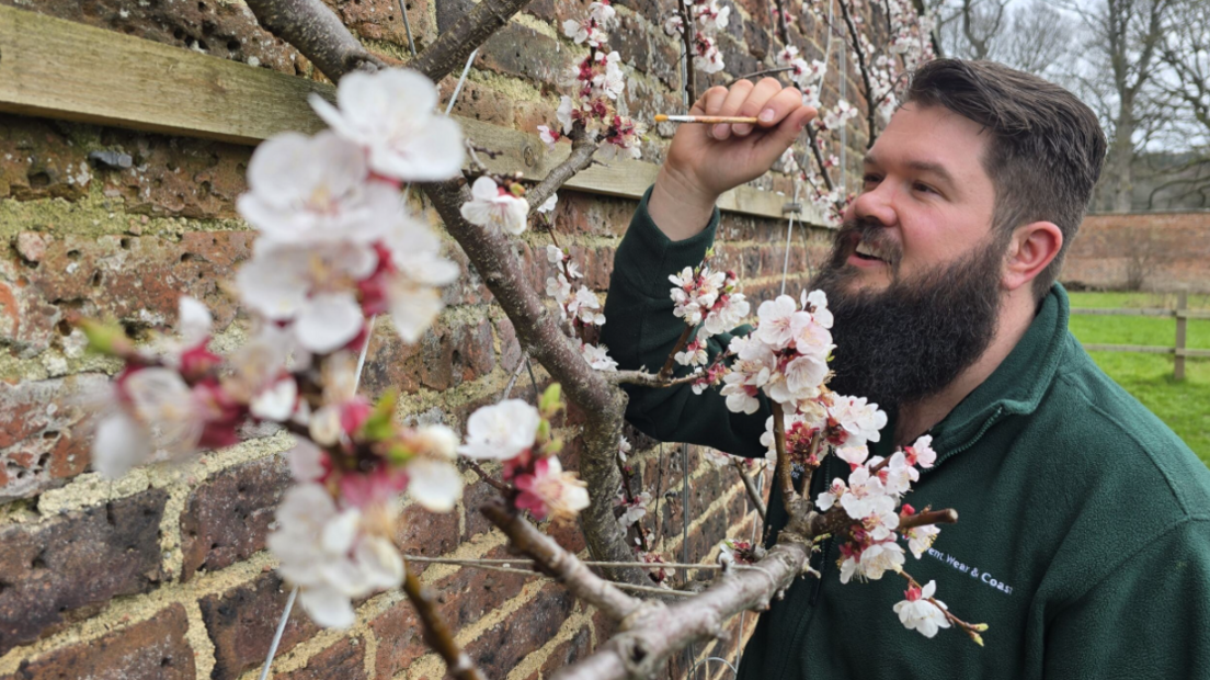 A man wearing a green fleece stands next to a blossom tree holding a little brush to a flower.