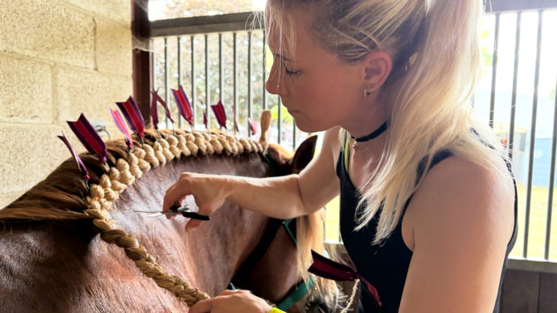 A young woman with blonde hair that has been tied up uses a pair of small scissor to trim a Suffolk Punch horse's mane. 