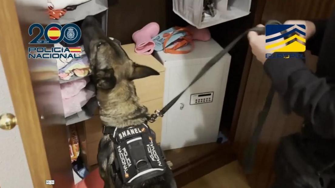 A police dog looks in a cupboard which contains a safe and a small chest of drawers. The image is watermarked with the logos of the Spanish National Police and Interpol. 