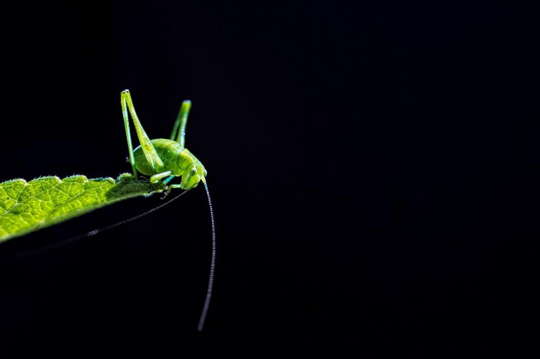 insect-on-a-leaf.