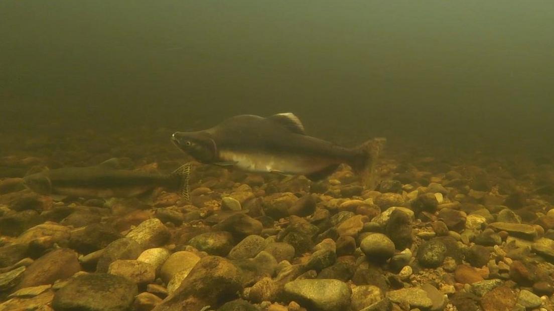 Male and female pink salmon