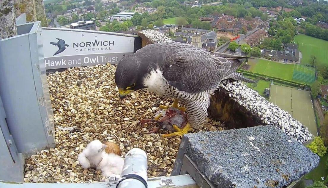 Peregrine falcon in nest on Norwich Cathedral