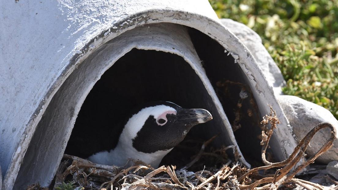 penguin-in-nest.