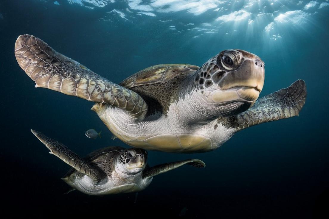 turtle
