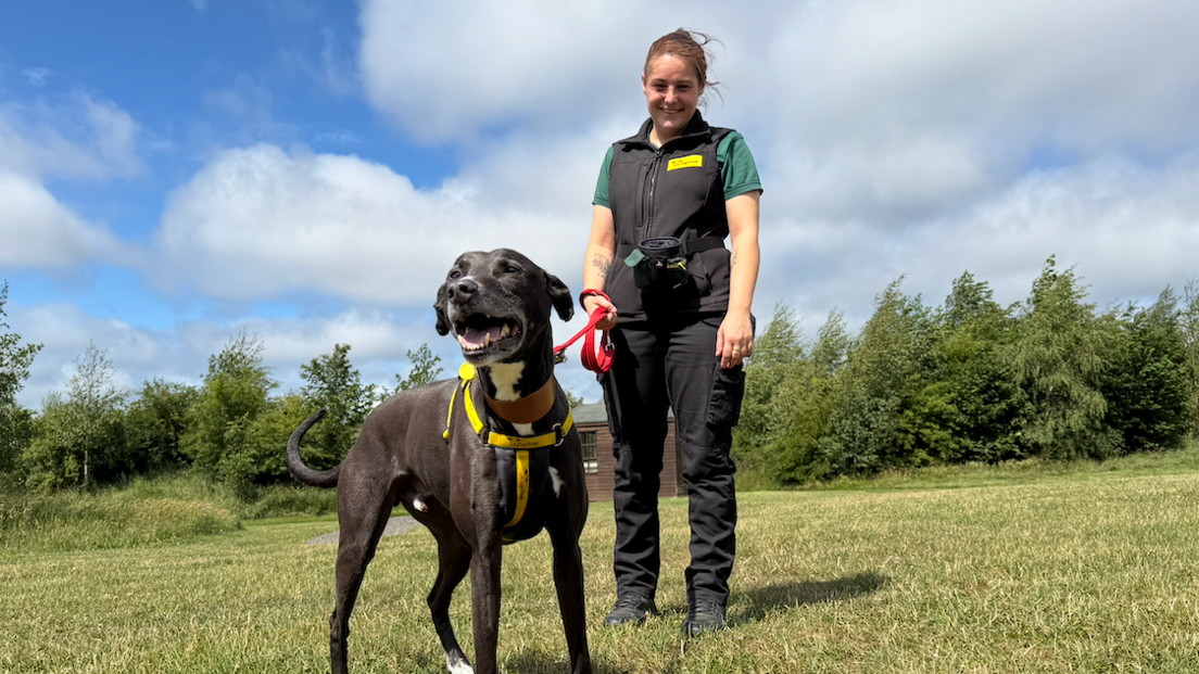 Lauren Hutchinson, wearing black trousers and a green shirt with a black gilet,  stands behind Flash, a black and brown lurcher who is wearing a yellow harness and is awaiting his forever home. 