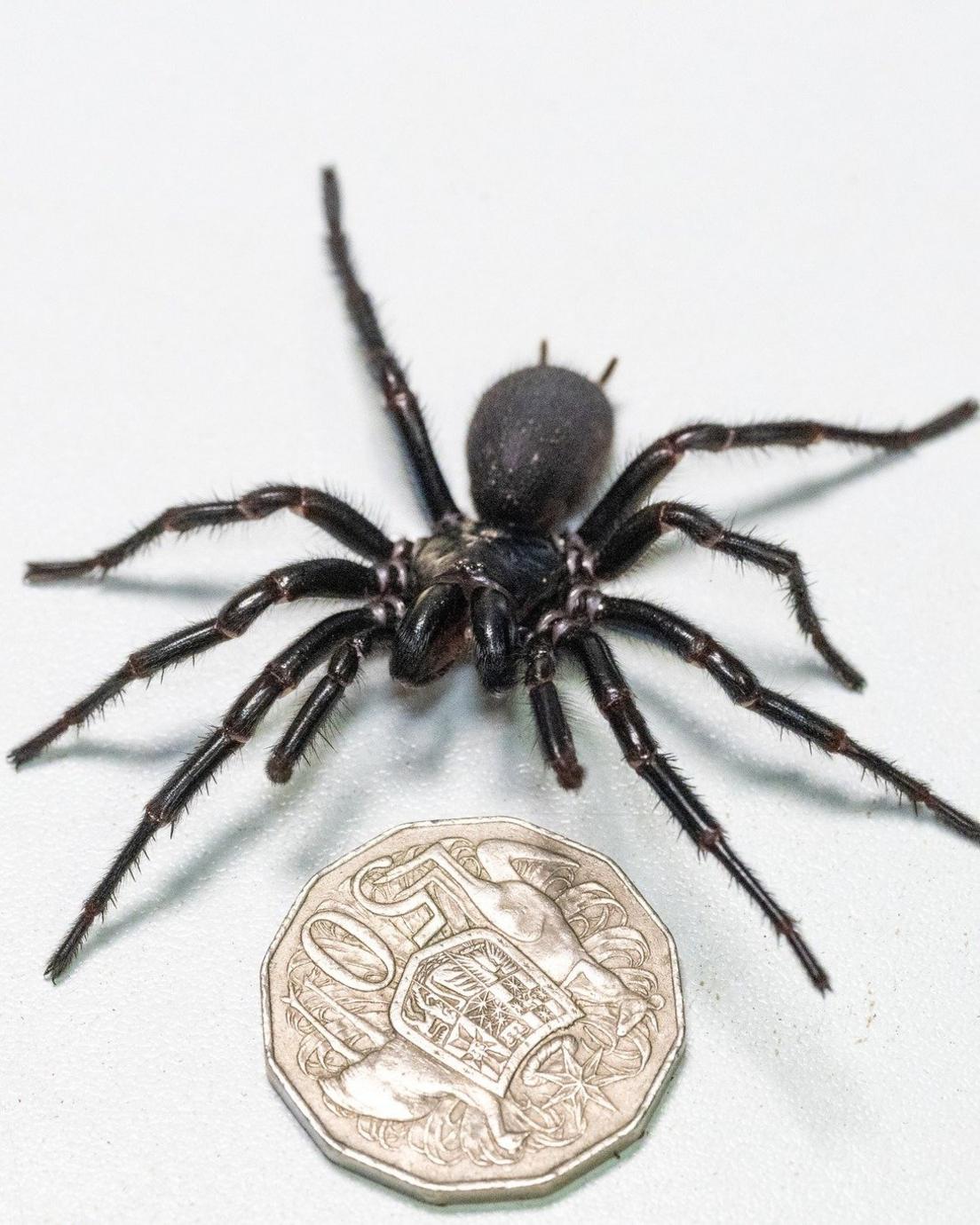 Male Sydney funnel-web spider