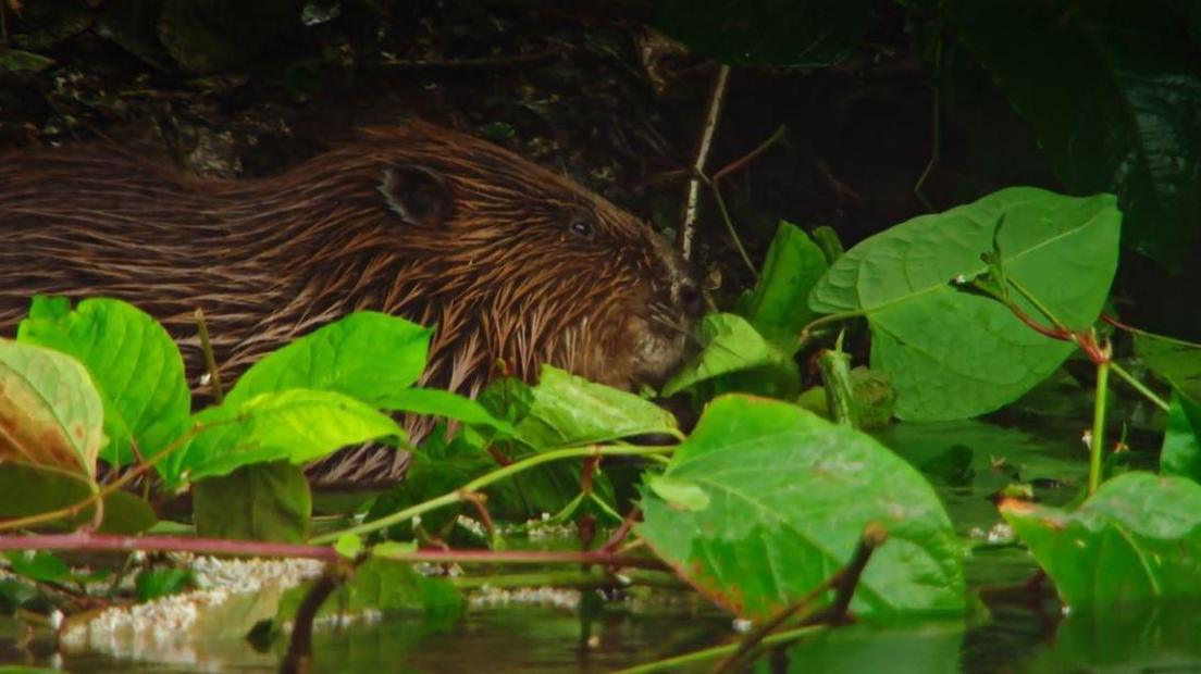 Wild beaver on the banks of the river dovey, surrounded by leaves
