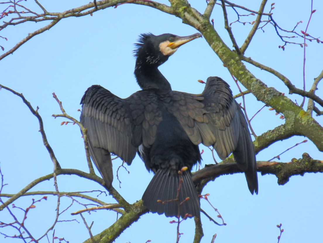 Weather Watcher Lucie Johnson spotted this stunning cormorant in a tree in Wolvercote