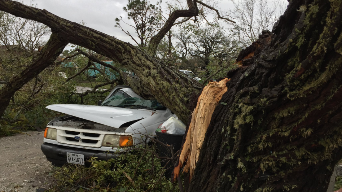 A fallen tree crushes a car