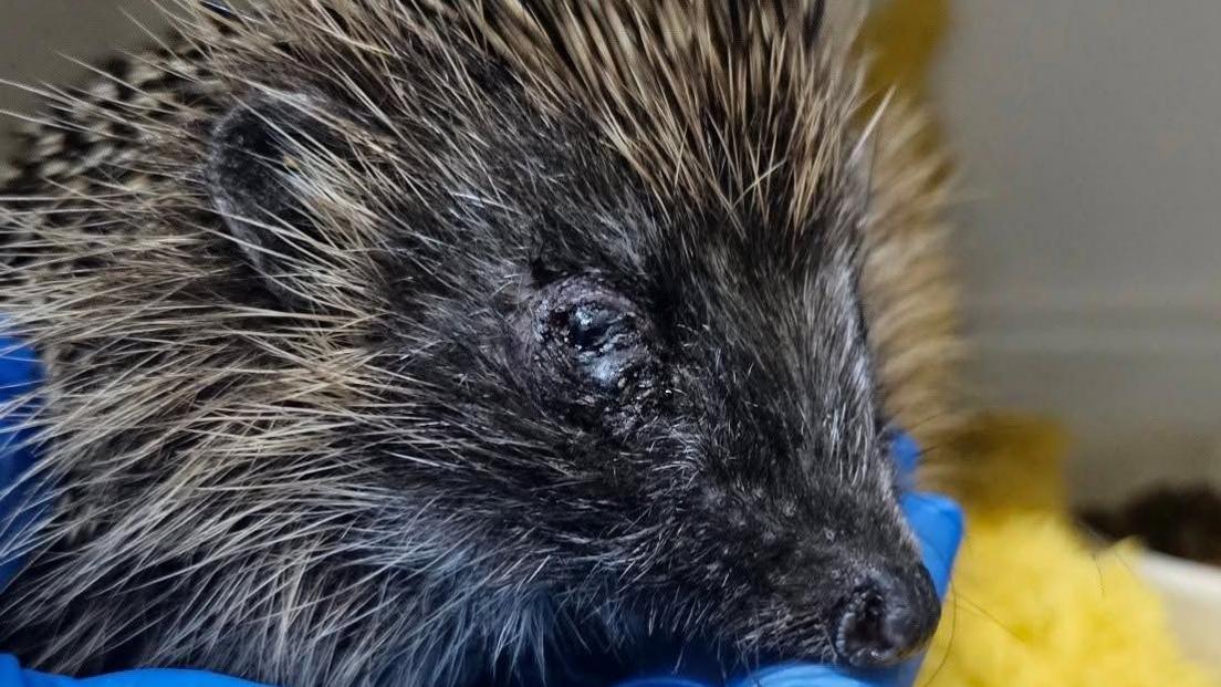 A hedgehog being held up by a blue gloved hand.