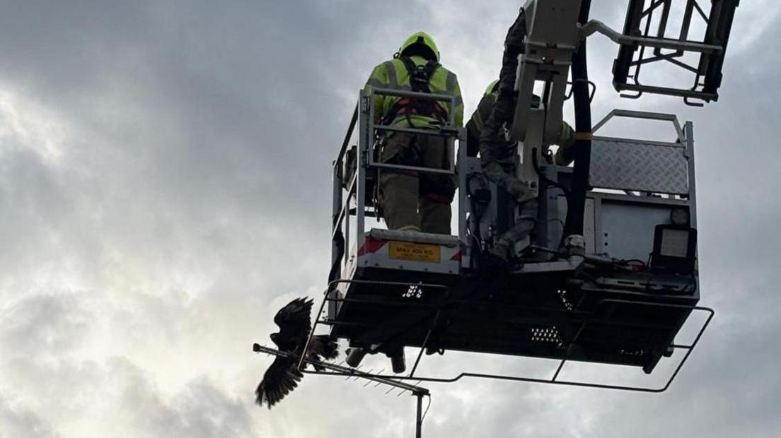 An aerial ladder platform against a cloudy sky approaching a Harris's hawk on an aerial. The hawk has its wings outspread against the sky, but is unable to fly off. The back views of two fighters in yellow jackets and hard helmets can be seen on the platform.