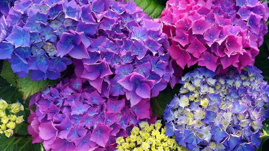 Purple and blue hydrangea flowers in bloom on a bush