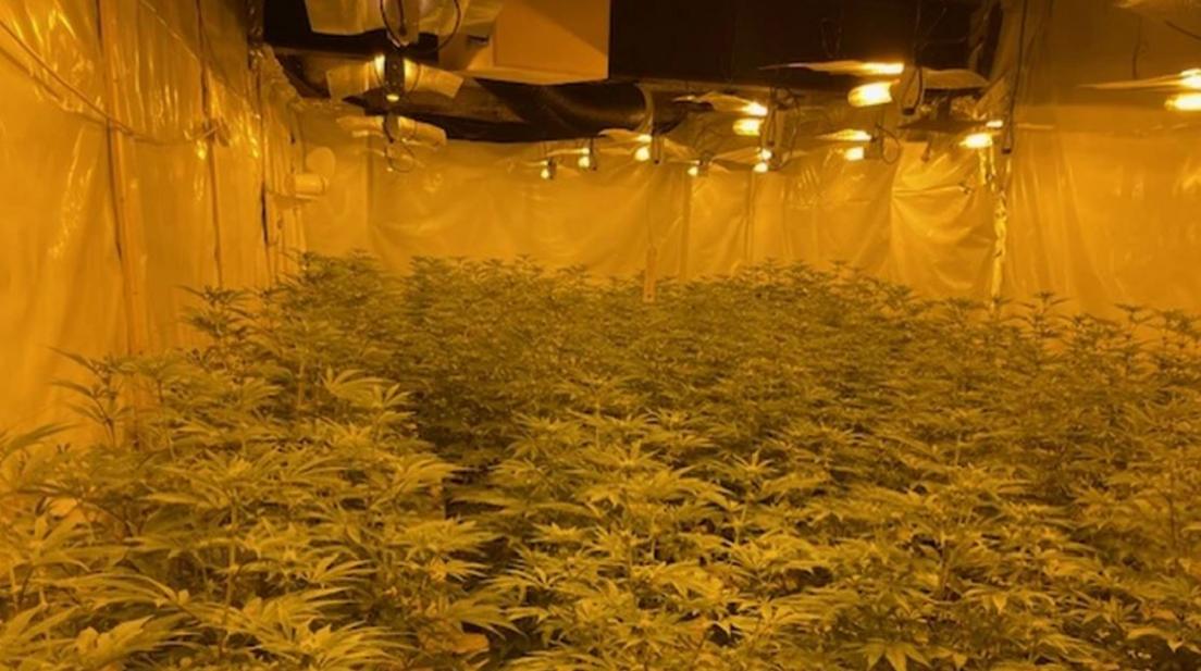 Cannabis farm in Doncaster