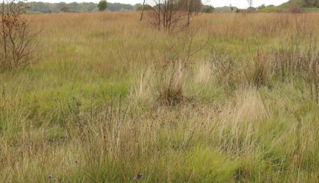 A grassland with some small trees and shrubs and woodland in the distance.