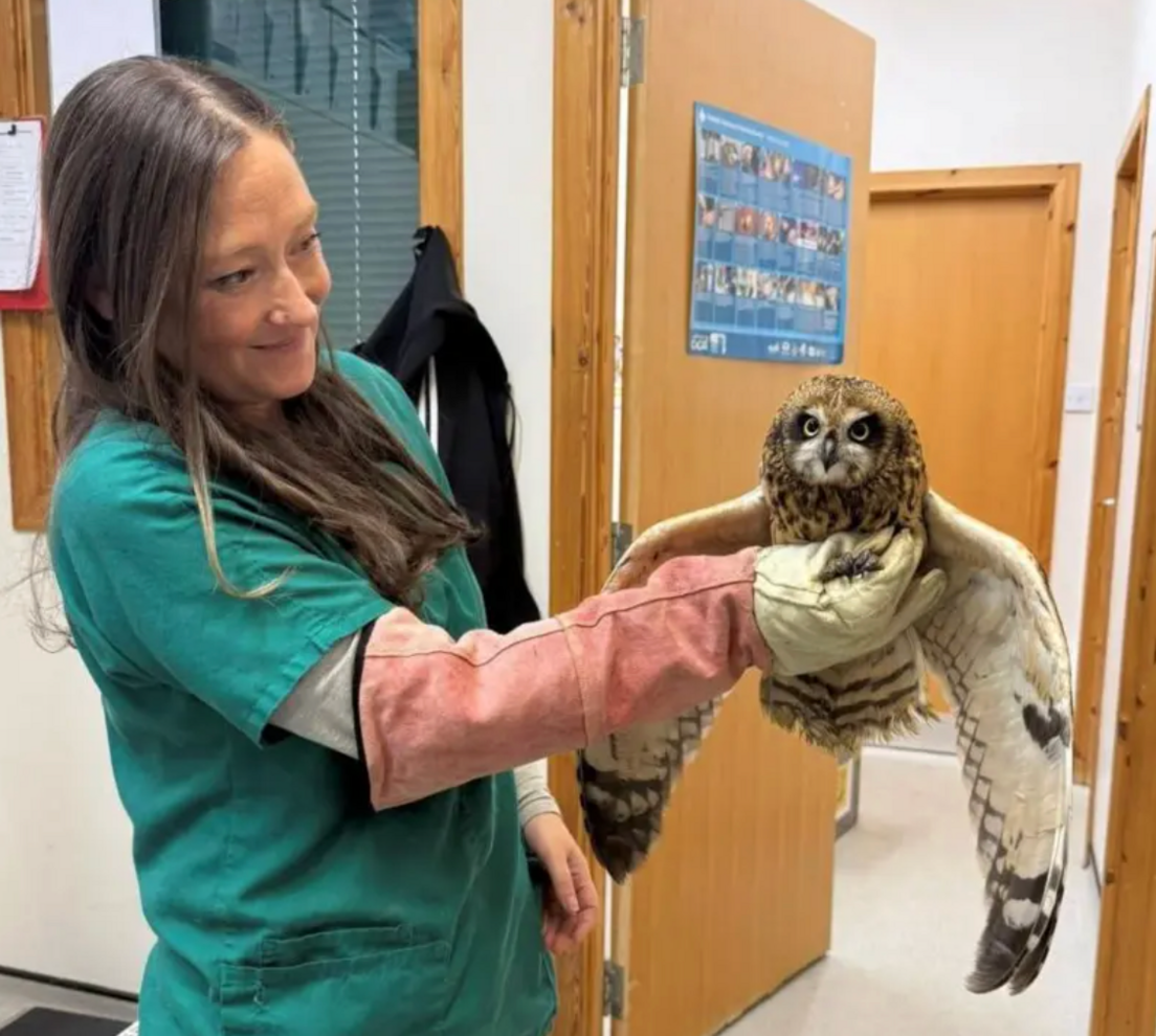 The owl being cared for