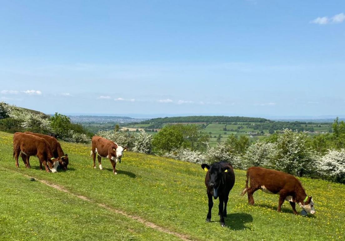 Cows on the Mendip hills with their new technology collars on