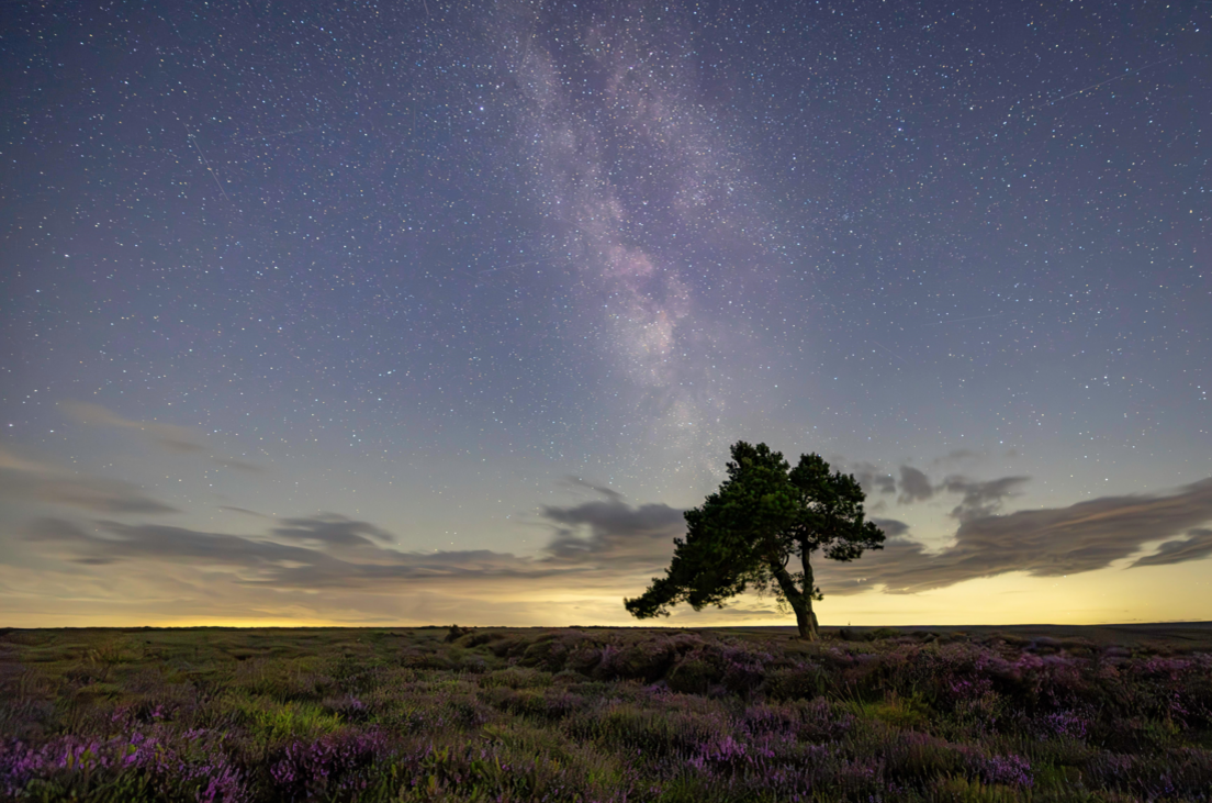 Hundreds of stars can be seen in the sky just before dawn breaks. A tree is seen in silhouette.