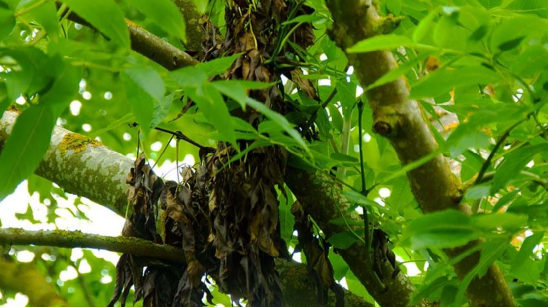 An ash tree which is infected by ash dieback. The leaves are black and have wilted.