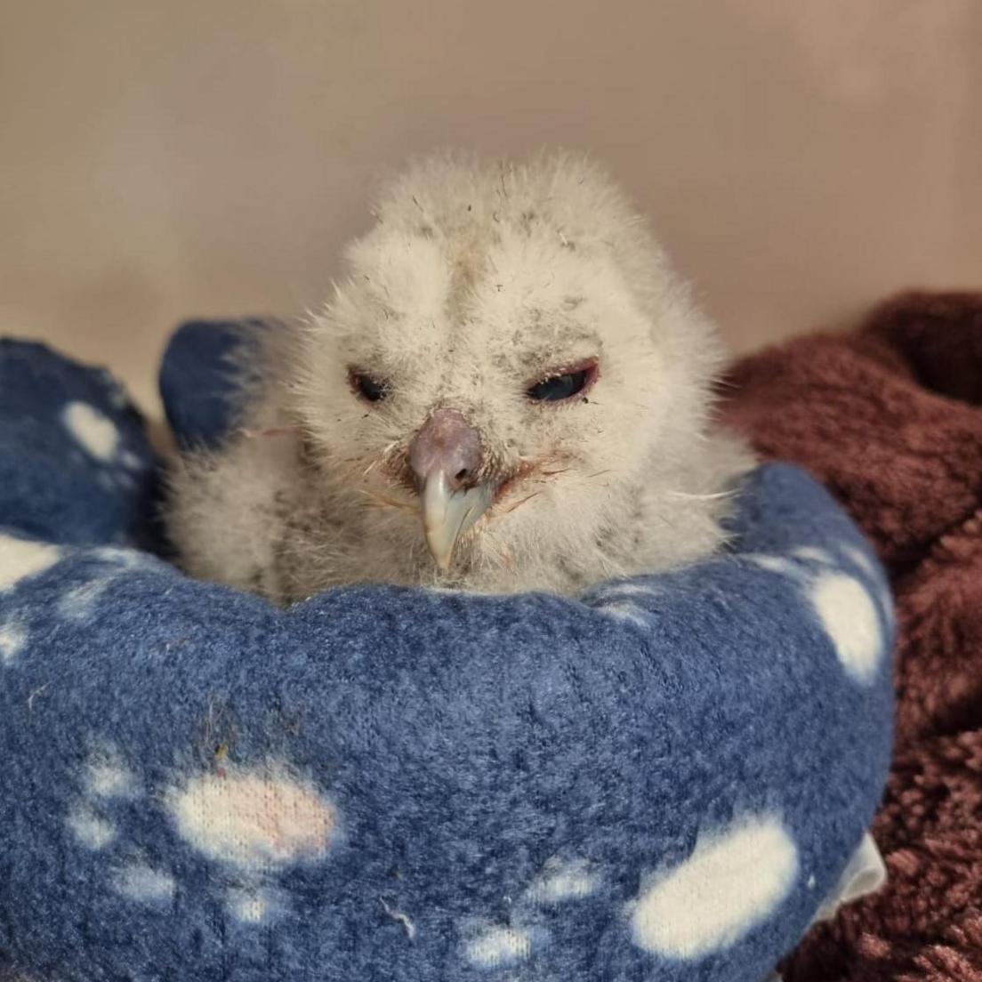 Recovering tawny owlet