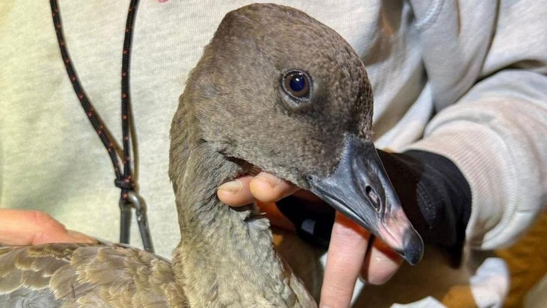 A close-up of the goose, it is a grey/ brown and is looking at the camera, as it sits on the lap of a woman who wears a grey hoodie.