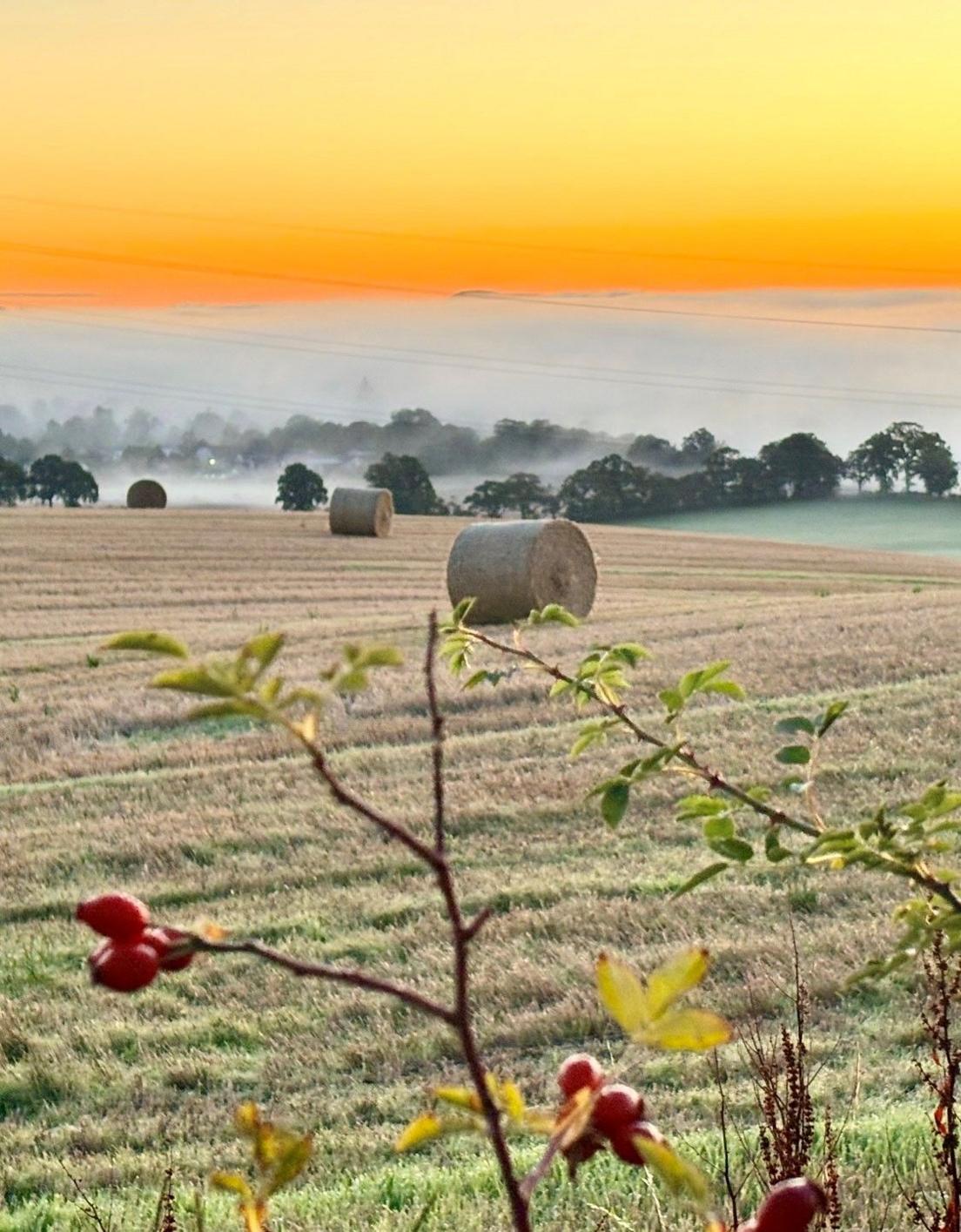 A picturesque rural landscape during a sunrise. In the foreground, there are branches with red berries and green leaves, adding a touch of vivid detail. The middle ground shows a field dotted with large round hay bales. In the background, a layer of mist or fog gently veils a line of trees, while the sky glows with vibrant shades of orange and yellow.