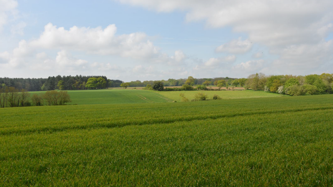 The site for the new quarry near Bentley